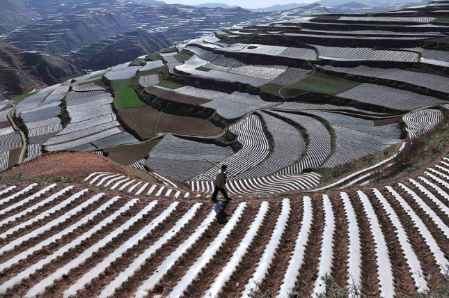 Cultivos en Terrazas SE Asia
