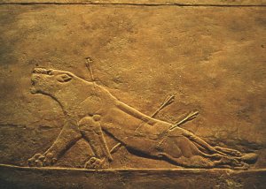 Leona herida del palacio de Asurbanipal en Nínive