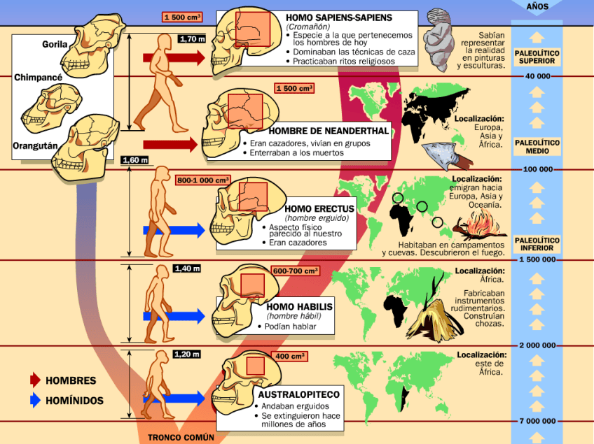 Ciencias Sociales Geografa E Historia La Evolucin Humana