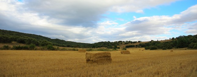 cereal recolectado y rastrojo empacado